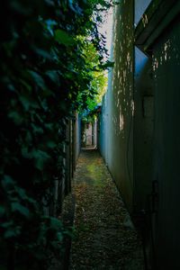 Walkway alley amidst buildings