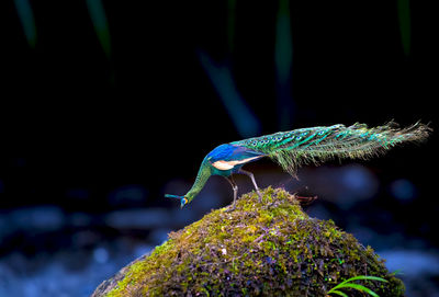 Close-up of peacock on rock