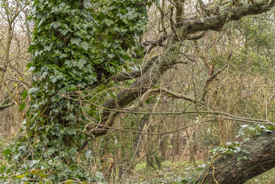 Trees growing in forest