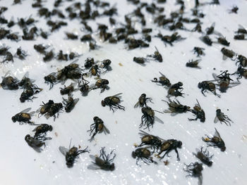 High angle view of insect on snow