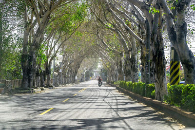 Rear view of man walking in forest