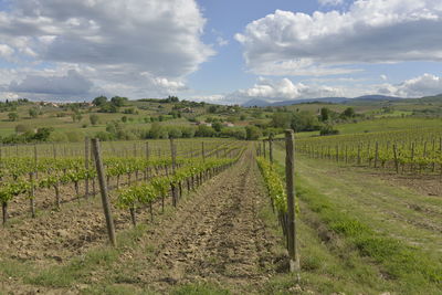 Scenic view of vineyard against sky