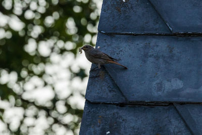 Low angle view of bird perching on wall