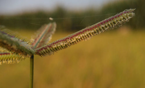 Close-up of spider web on plant