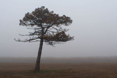 Scenic view of field in foggy weather