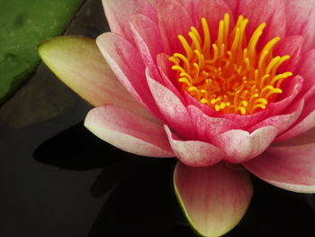 Close-up of pink water lily
