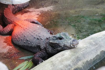 High angle view of crocodile in zoo
