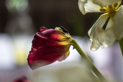 Close-up of flowers