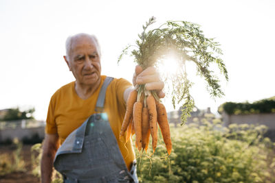 Senior man harvesting carrots