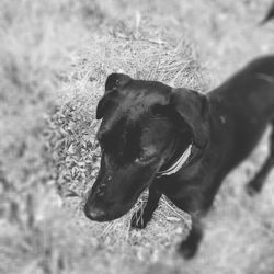 Side view of a dog on field