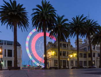 Low angle view of palm trees at night with a ferris wheel illuminated in long exposure