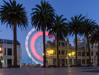 Low angle view of palm trees at night