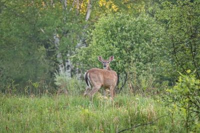 Deer in a forest