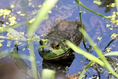 Close-up of bullfrog in lake