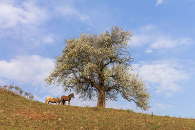 Big tree in the mountain with horse