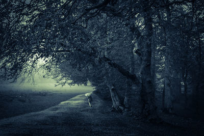 Dirt road amidst trees in forest