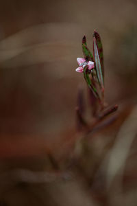 Close-up of purple flowering plant