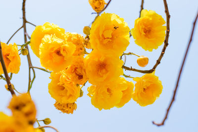 Low angle view of yellow flowering plants against sky