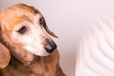 Close-up of a dog over white background