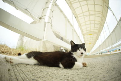 Portrait of cat looking away