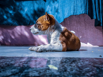 Dog sitting on floor