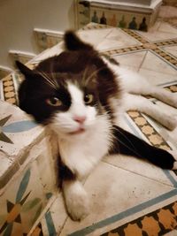 Close-up portrait of cat at home