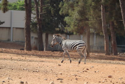 Zebras on a field