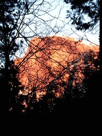 Low angle view of silhouette trees against clear sky