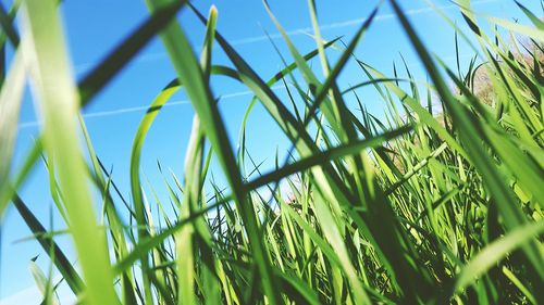 Close-up of grass in field