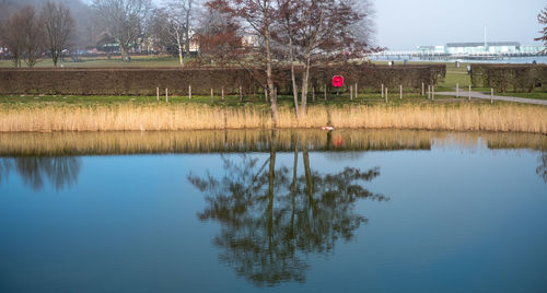 Reflection of trees in lake