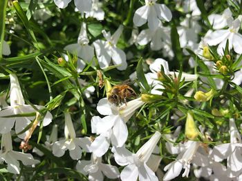 View of white flowering plants