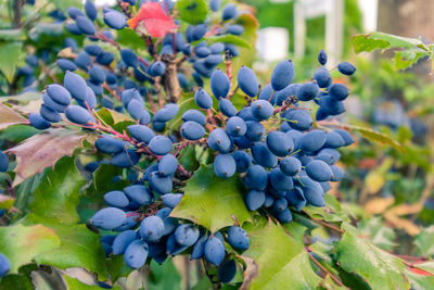 Close-up of grapes growing on plant