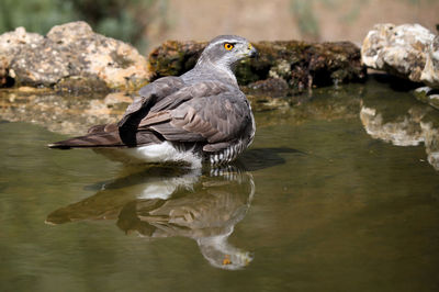 Close-up of duck on rock by lake