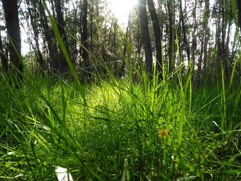 Scenic view of trees growing on field