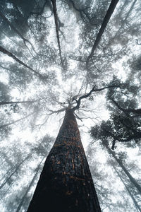 Low angle view of trees against sky