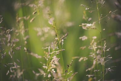 Close-up of plant against blurred background