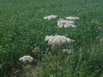 plant