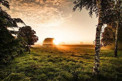 Trees on field against sky during sunset