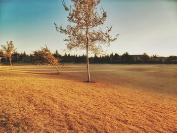 Bare trees on field at sunset