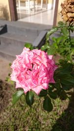 Close-up of pink rose blooming outdoors