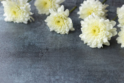 High angle view of white flowers on table