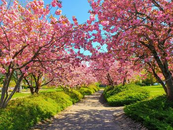 View of cherry blossom trees in park