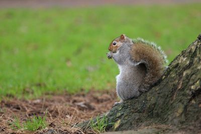 Close-up of squirrel on field