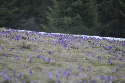 Close-up of purple crocus flowers growing on field