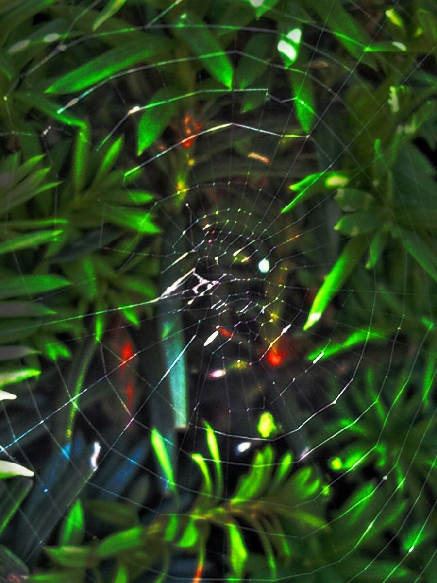 spider web, animal themes, one animal, spider, insect, night, close-up, illuminated, animals in the wild, spinning, outdoors, no people, focus on foreground, complexity, green color, wildlife, blurred motion, motion, arts culture and entertainment, web