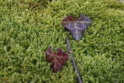 Close-up of heart shape leaf on plant