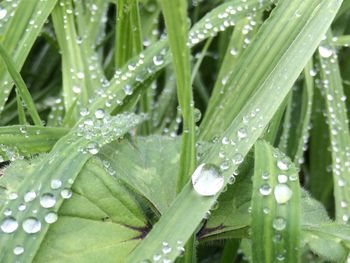 Close-up of water drops on leaves