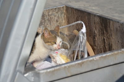 High angle view of cat sleeping