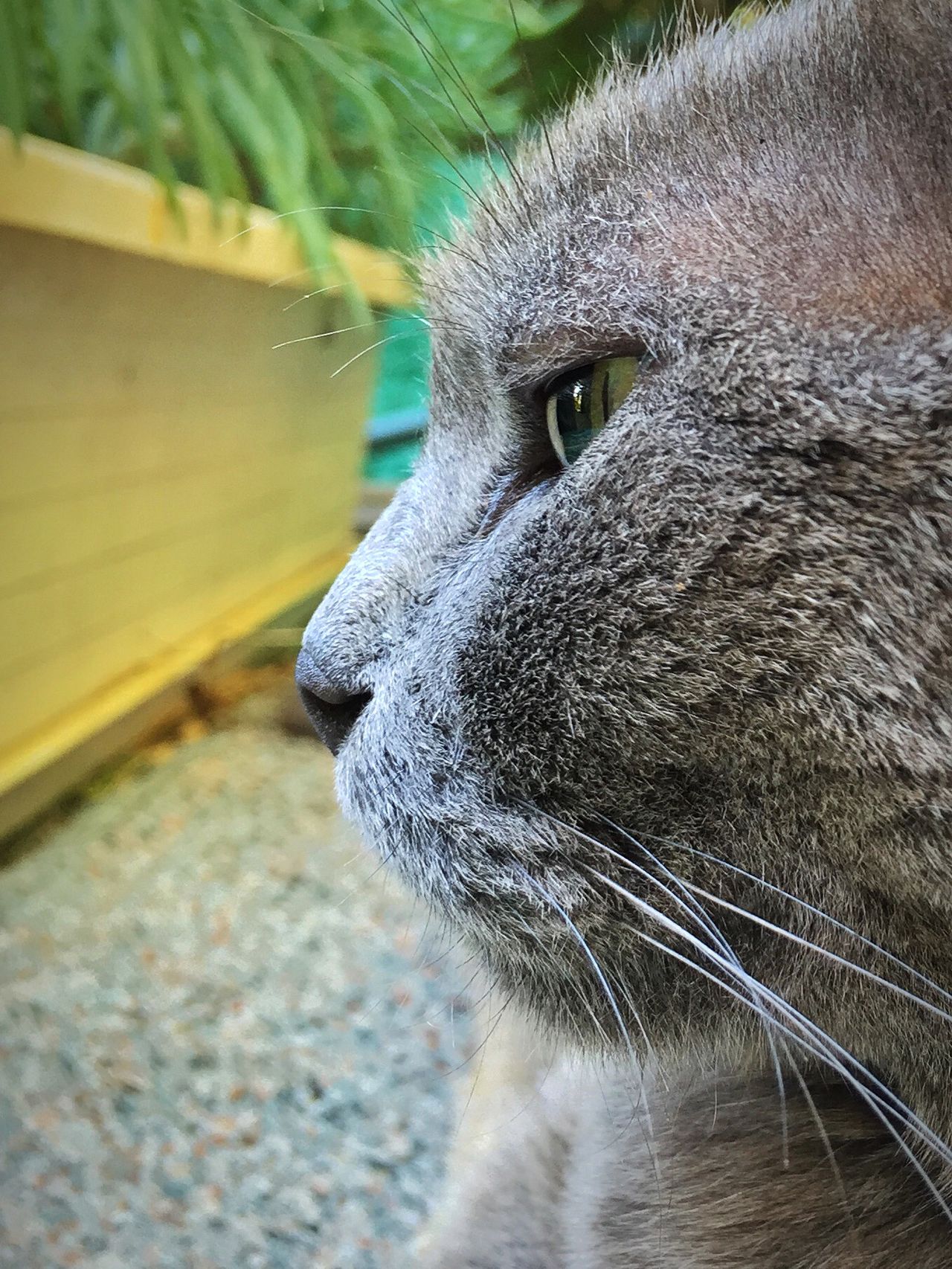 Gray cat