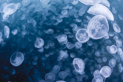 Close-up of jellyfish in sea